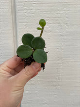 Peperomia Hope