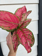 Hot Pink Hybrid of 'Pink Lady Valentine' Chinese Evergreen Aglaonema