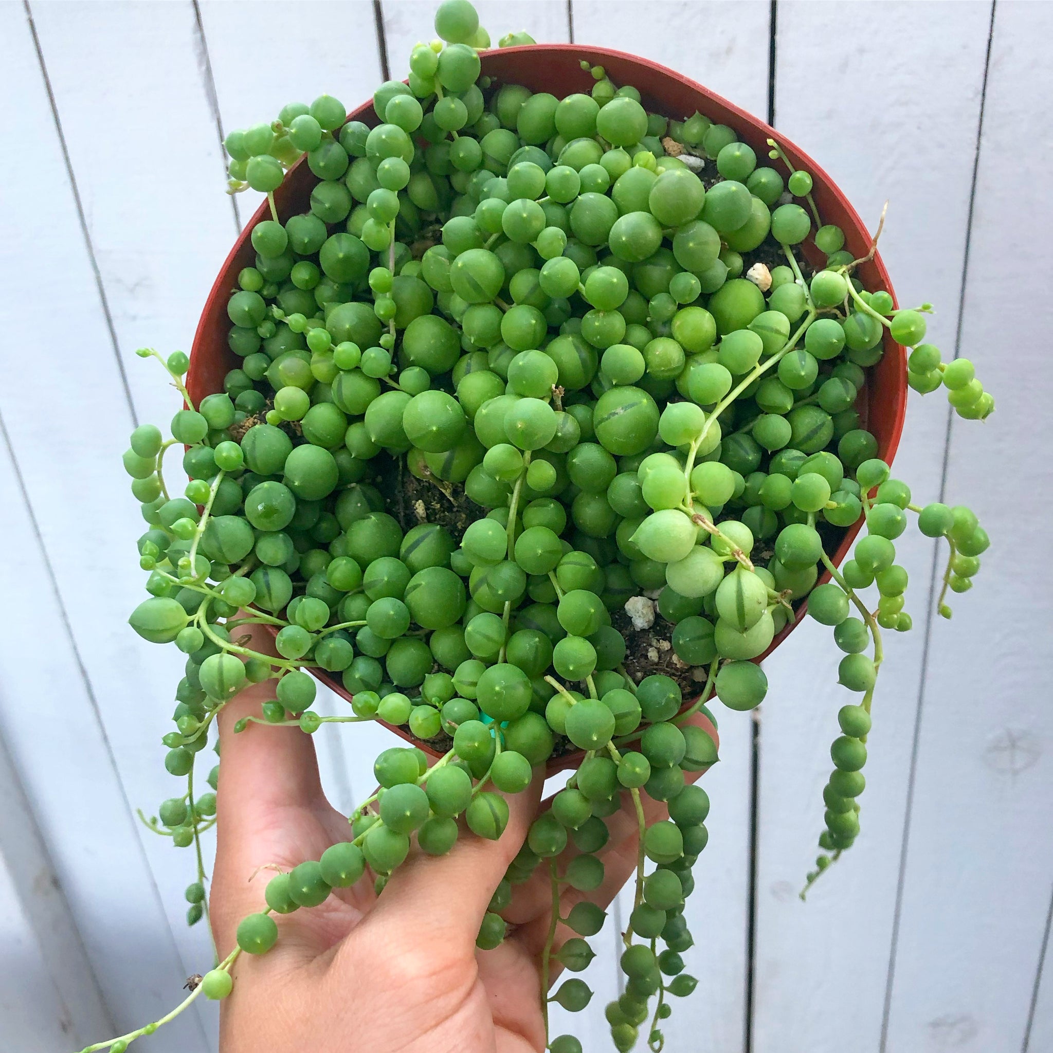 buy string of pearls succulent Senecio String of Pearls (Senecio Rowleyanus) – In Succulent Love