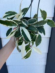 Hoya Carnosa Variegated ‘Krimson Queen’ / ‘Tri Color’