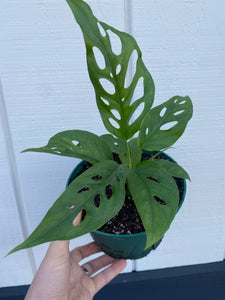 swiss cheese plant holes Monstera Adansonii