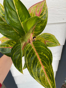 'Golden Fluorite' Chinese Evergreen Aglaonema