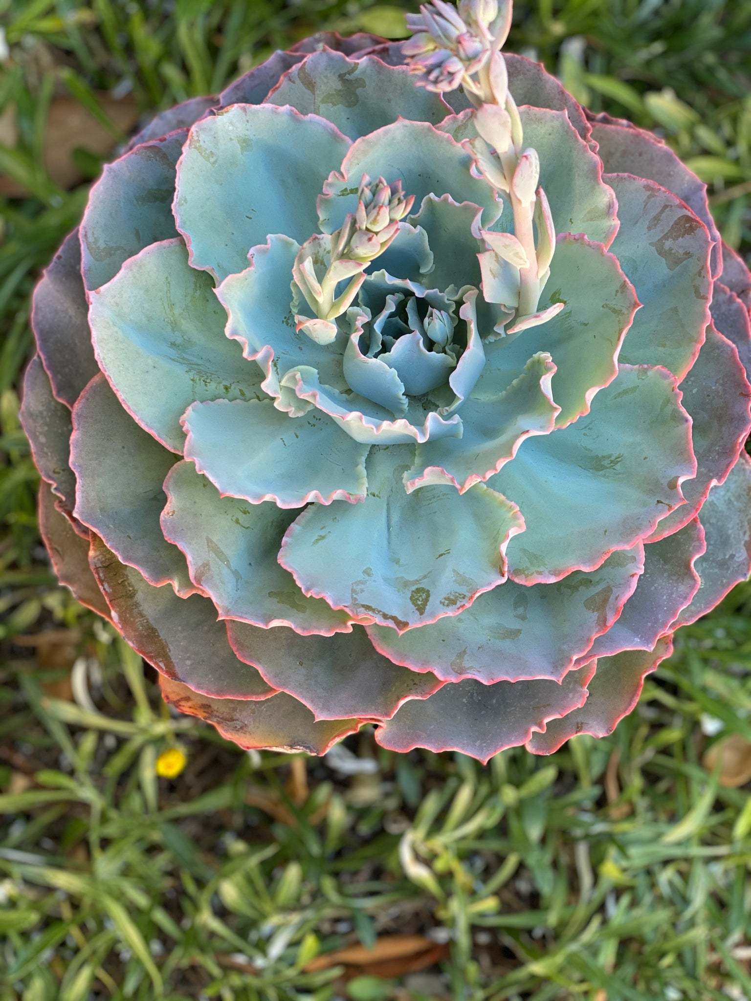 which succulents are patented Echeveria Sahara (Patent #USPP27514P3) – In Succulent Love