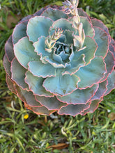 Echeveria Sahara (Patent #USPP27514P3)