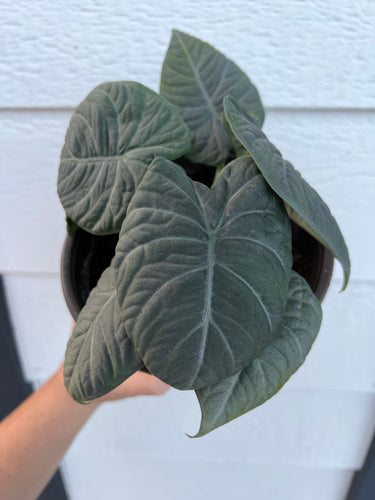 Alocasia Maharani (Gray Dragon)