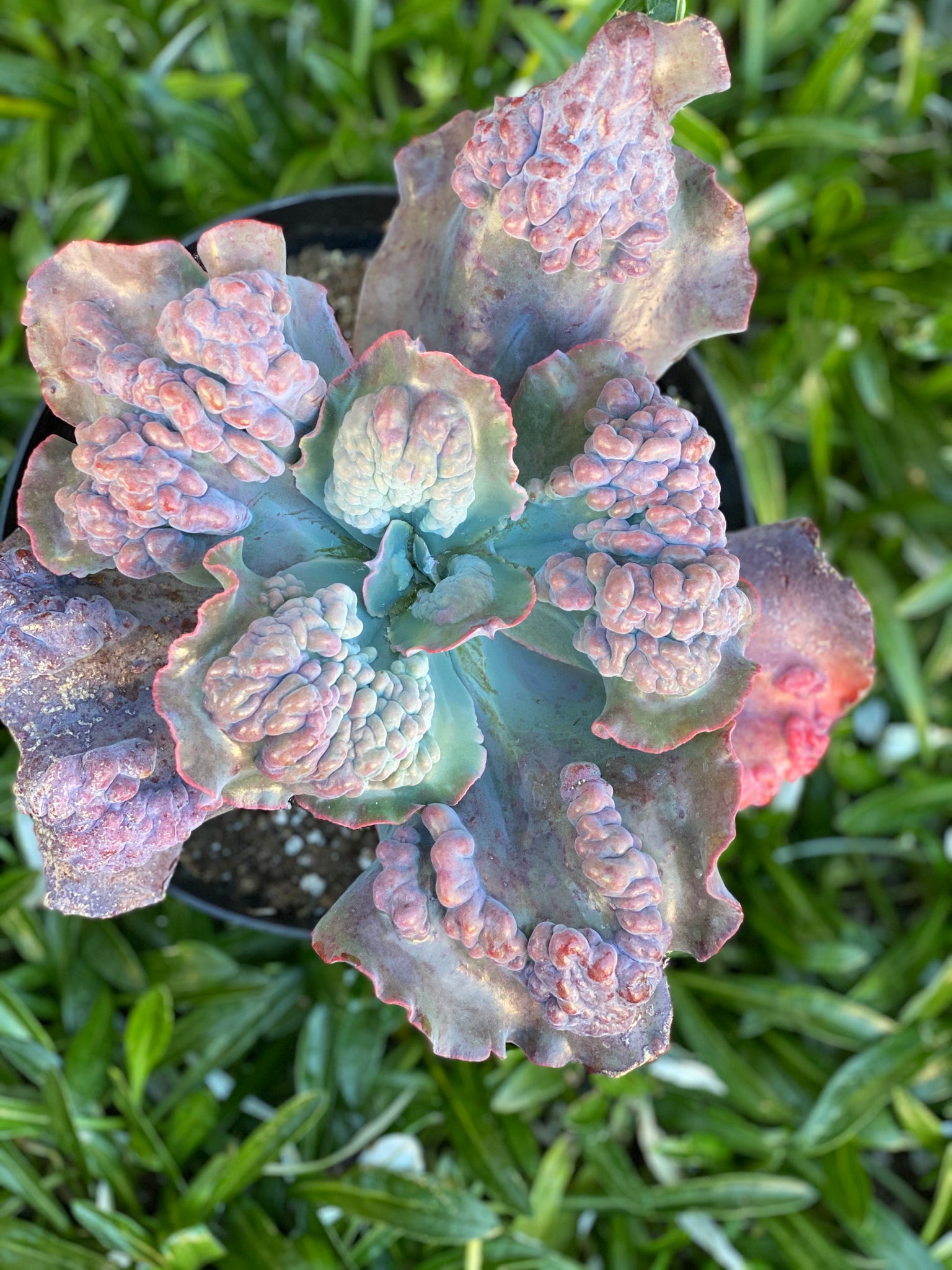 etna succulent Echeveria Etna – In Succulent Love