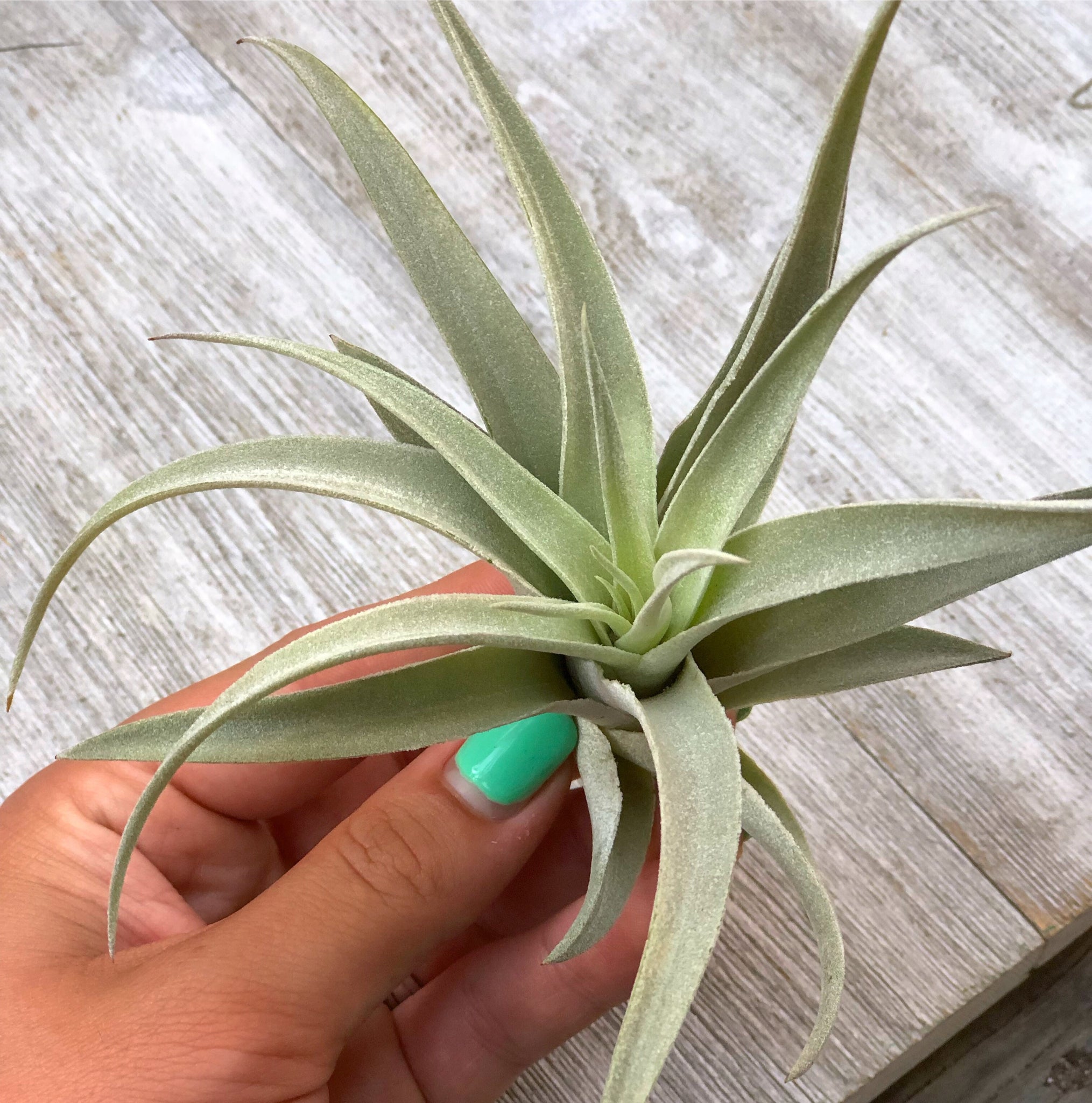 harrisii air plant care Tillandsia Harrisii – In Succulent Love