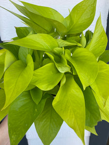 Pothos Neon