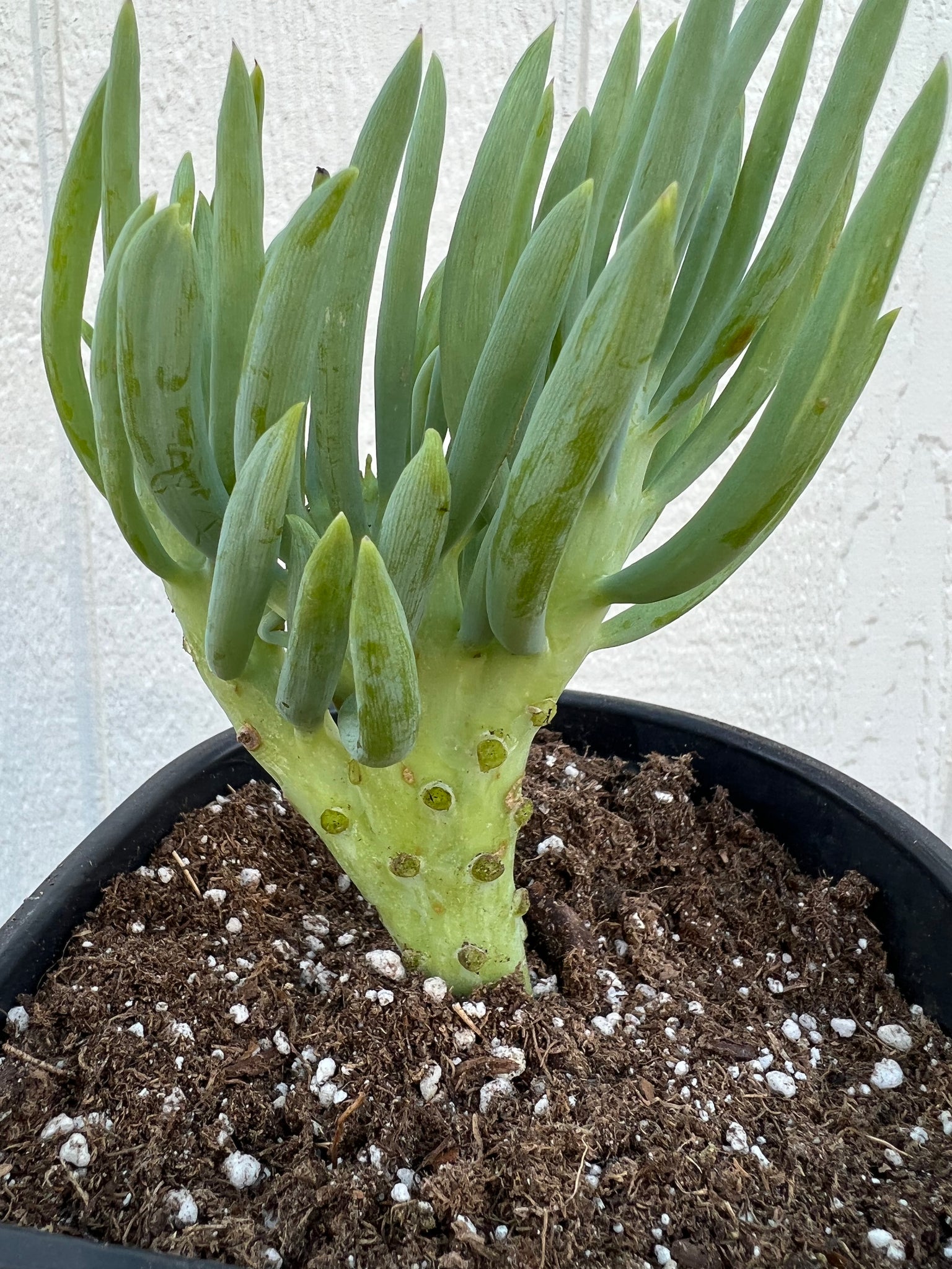 mermaid tail succulent crested senecio vitalis Mermaid Tail