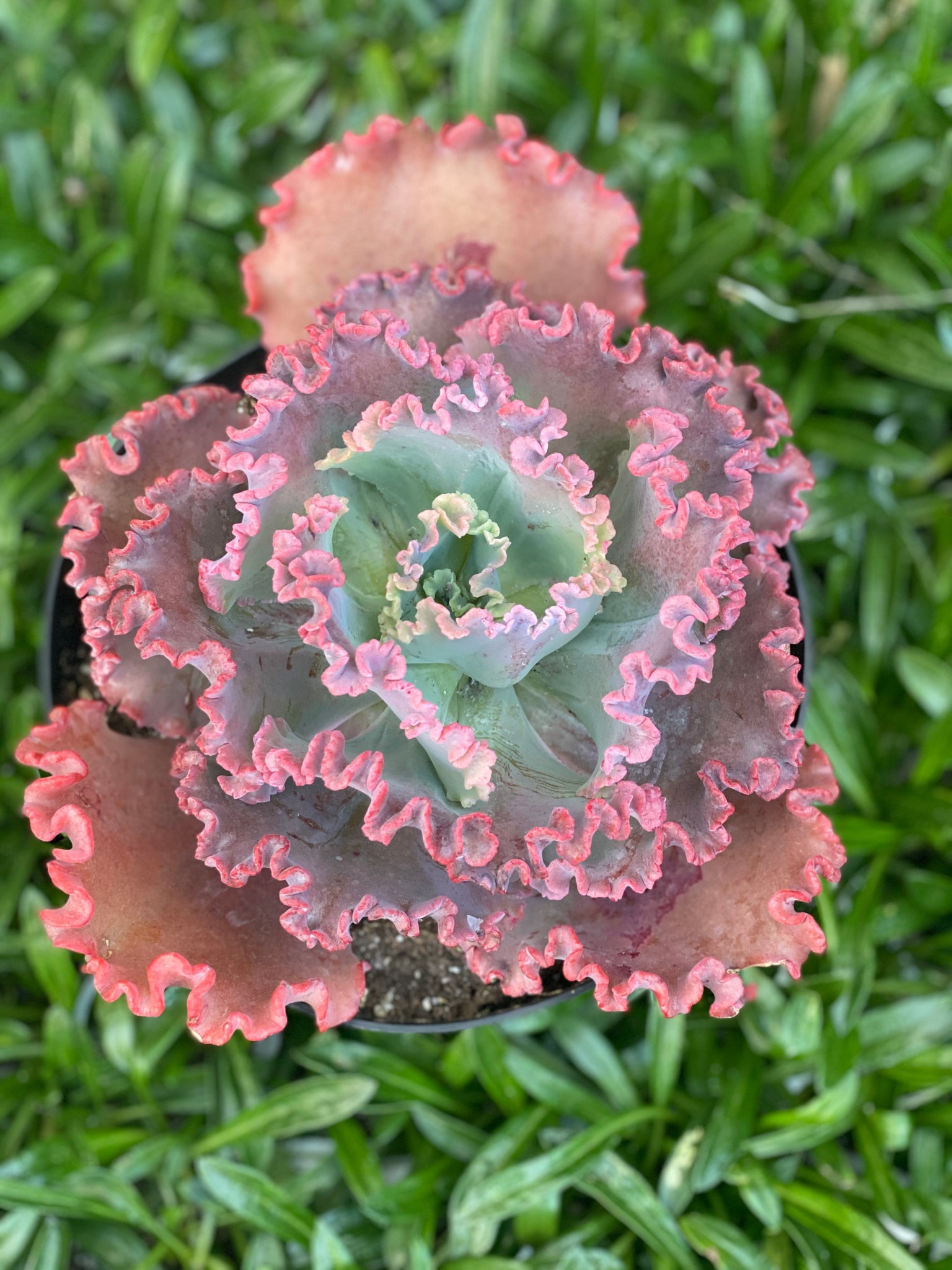 gorgon's grotto succulent Echeveria Gorgon’s Grotto (USPP21444)