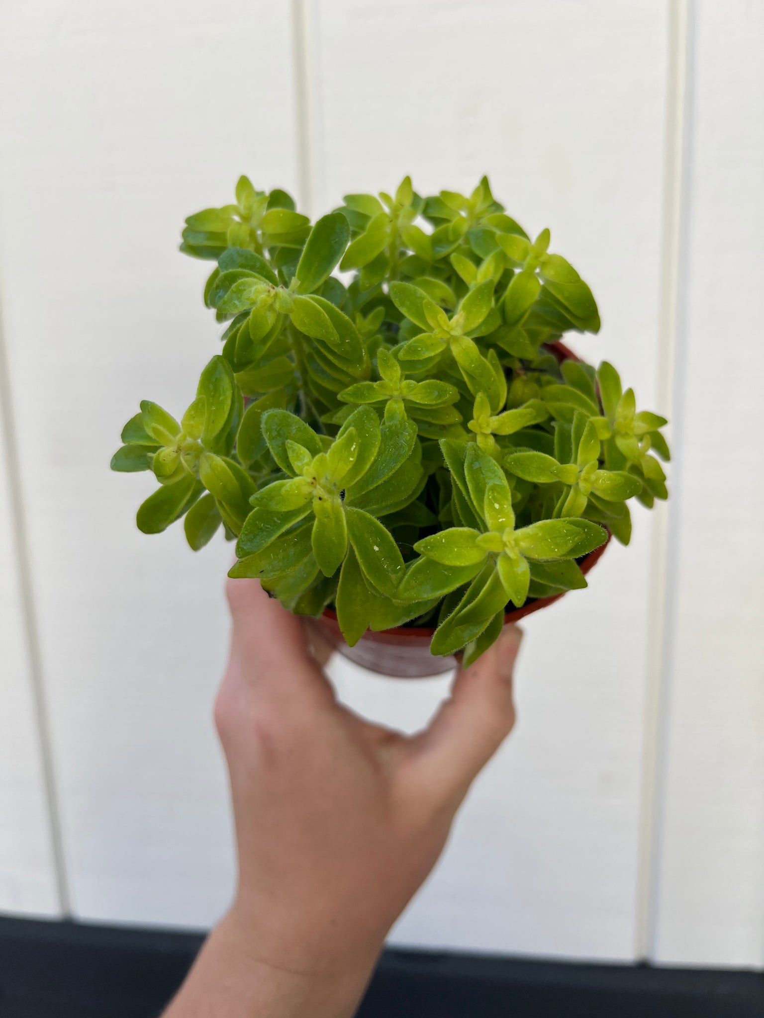 curly hair succulent Curly Lipstick Plant – In Succulent Love