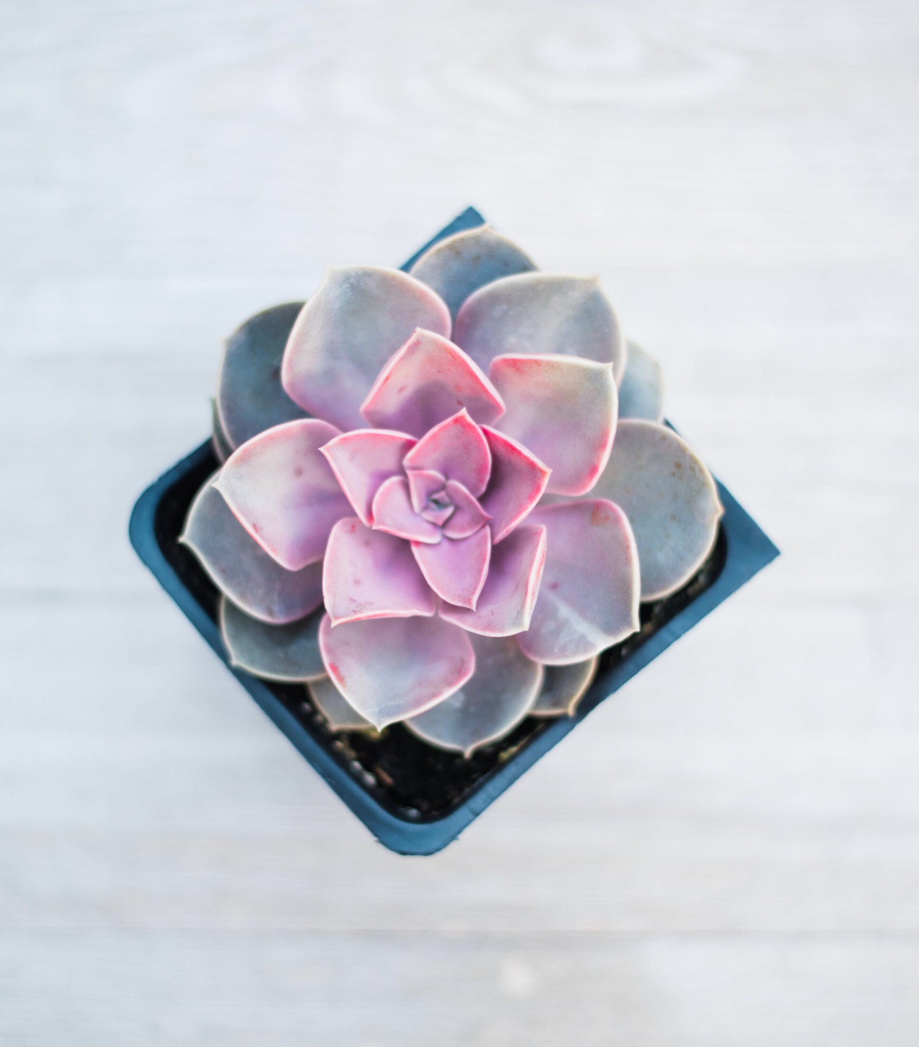 pvn succulent Echeveria Perle Von Nunberg (PVN)