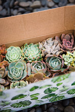 Classic Succulent Gift Box