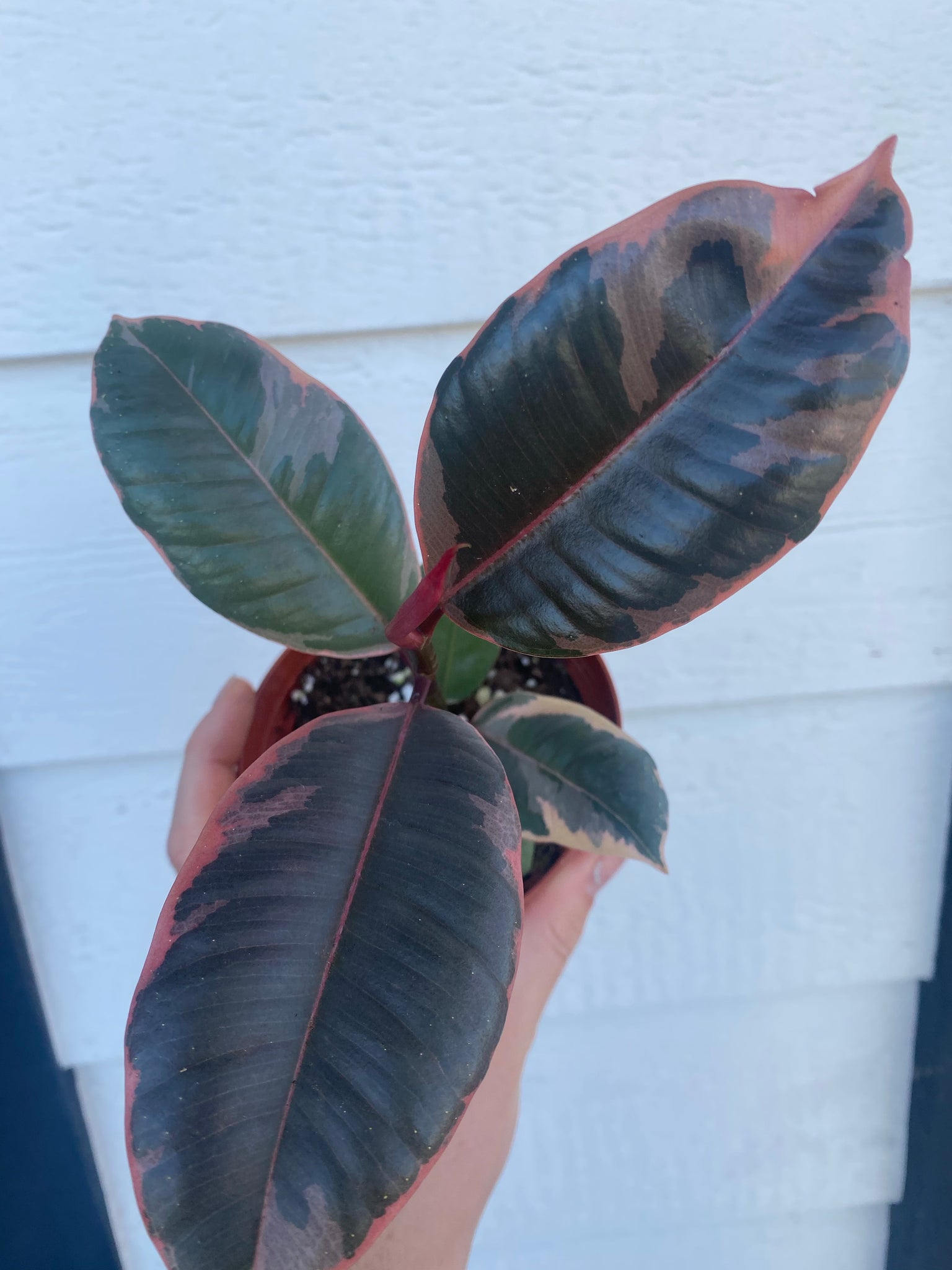 pink rubber tree name Ficus Decora Ruby Pink ( Rubber Tree) – In Succulent Love