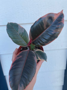 Ficus Decora Ruby Pink ( Rubber Tree)