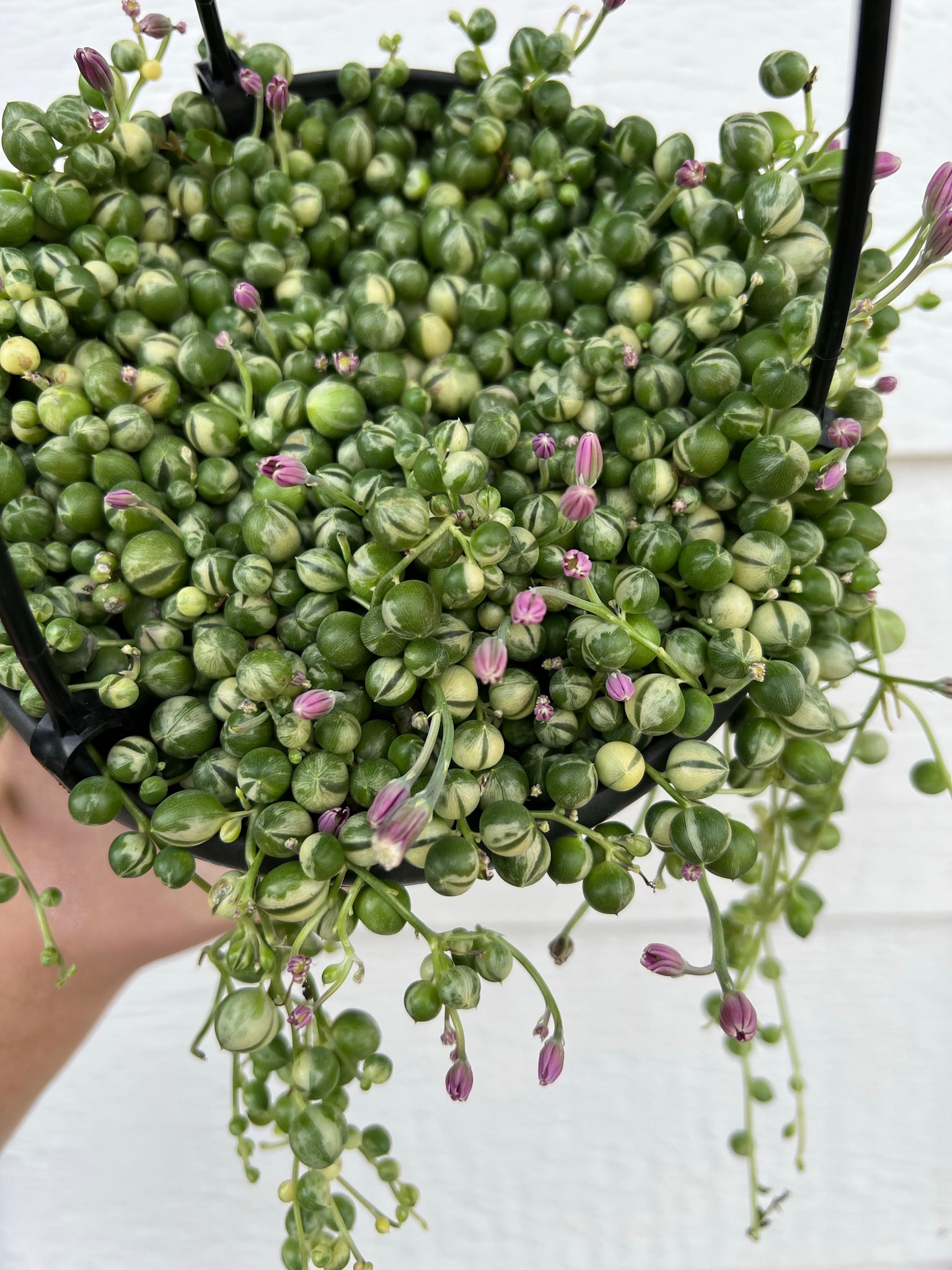 aglaonema variegated pearls Variegated Senecio String of Pearls – In Succulent Love