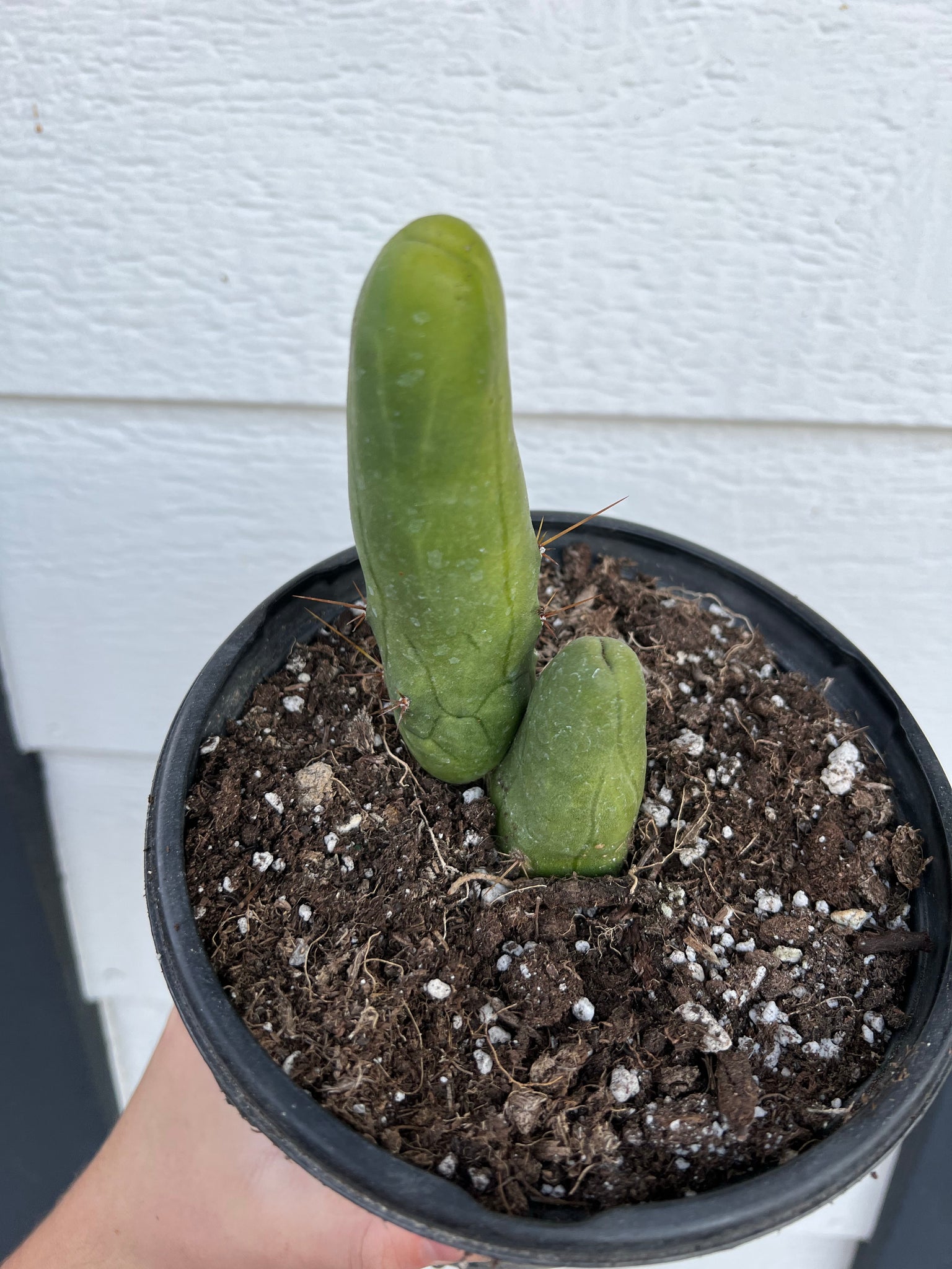 phallic succulent Penis Cactus (Trichocereus Bridgesii Monstrose) – In Succulent Love