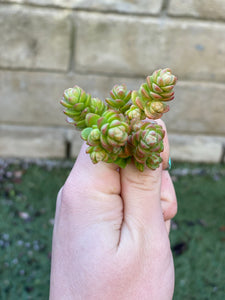 Sedum Oaxacanum (25 Cuttings)