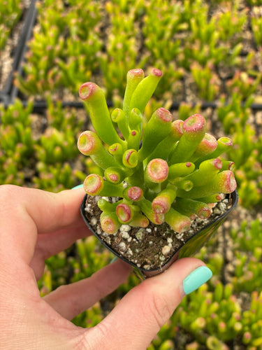 Crassula Ovata 'Horntree' / 'Ogre’s Ear'