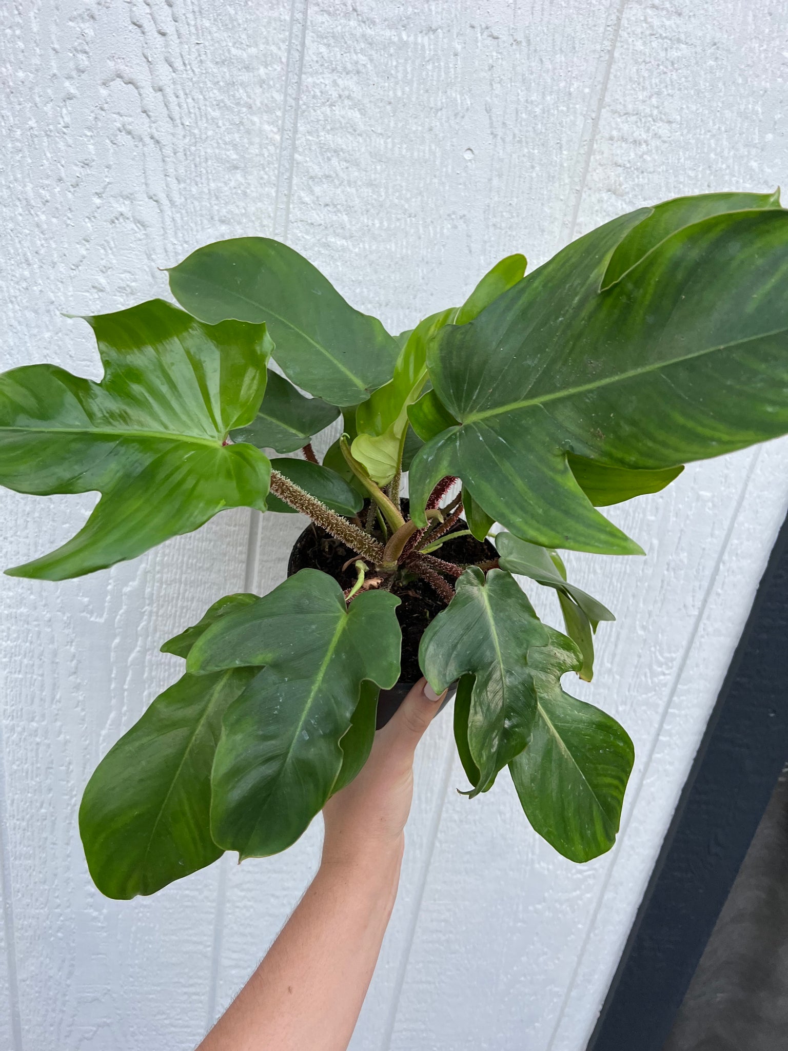 philodendron squamiferum price Philodendron Squamiferum – In Succulent Love