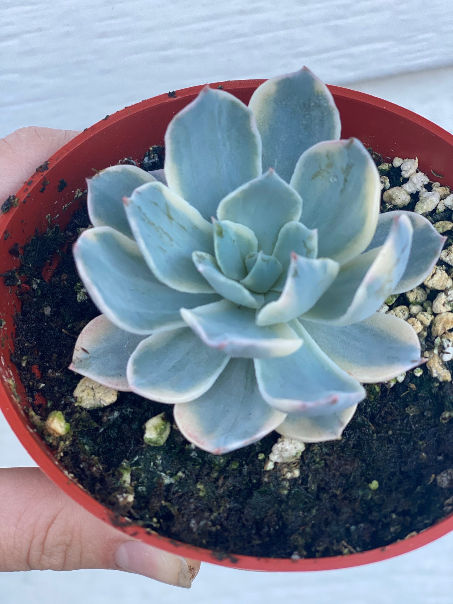 subsessilis succulent Echeveria Variegated Subsessilis – In Succulent Love