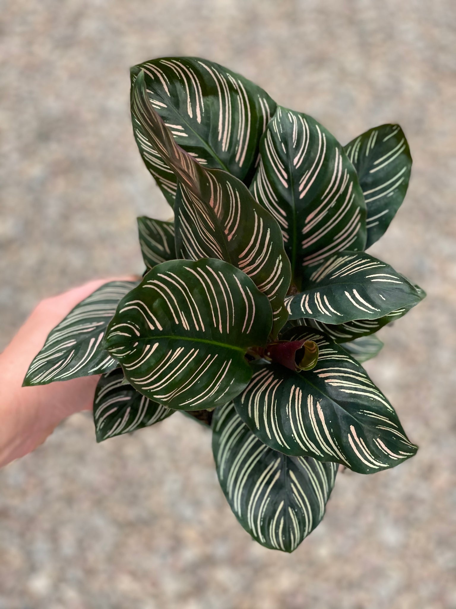 Calathea ornata  Pin Stripe Calathea at Gettysburg Plant Shop – LOCAFLORA