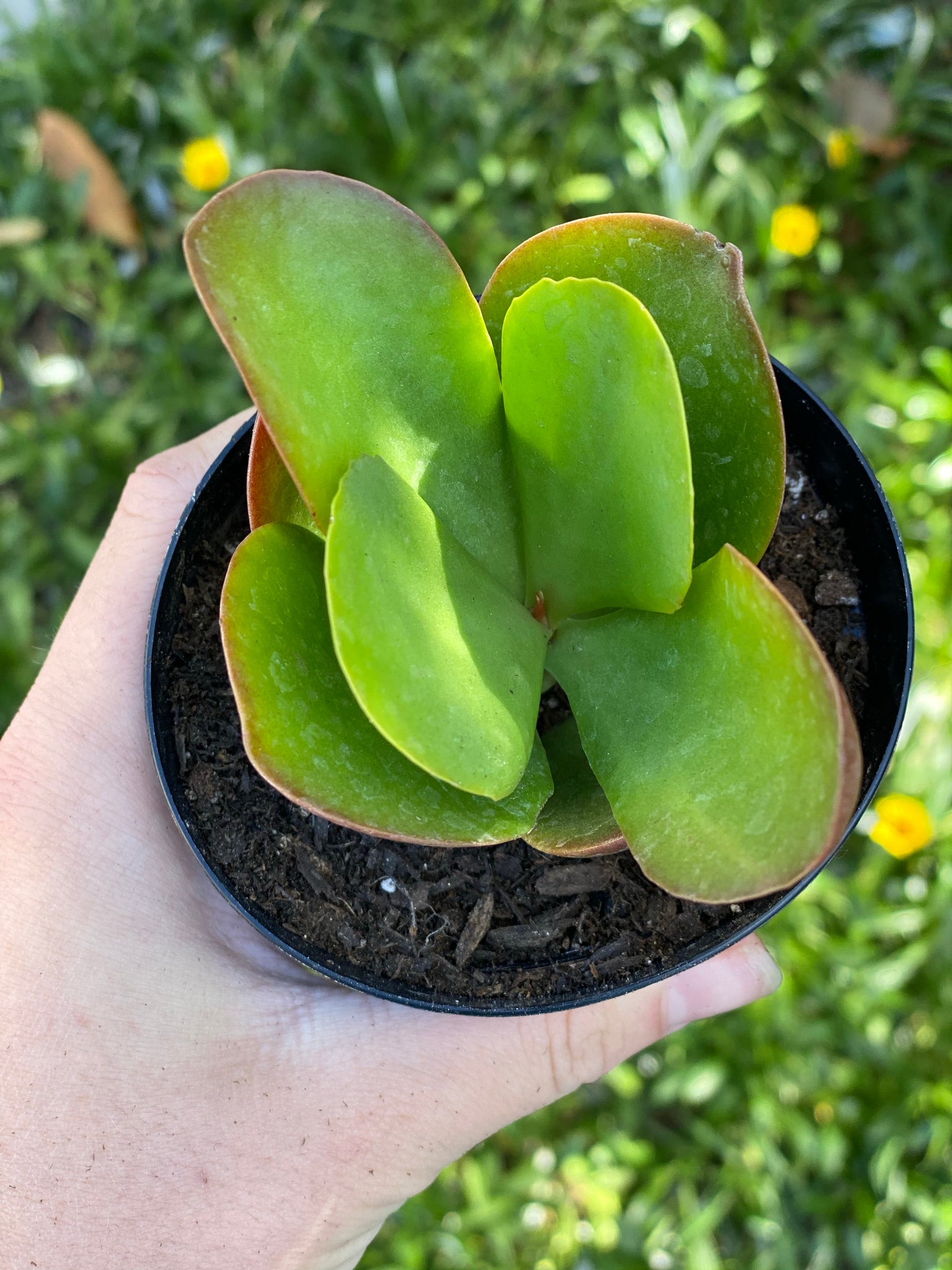 kalanchoe dragonfire succulent Kalanchoe Dragonfire PP30694 – In Succulent Love