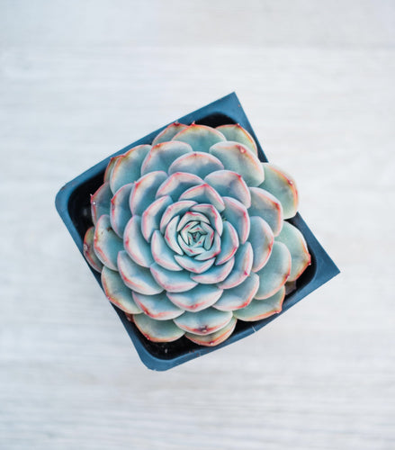 Echeveria Royalty Hercules