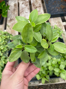 Peperomia Pixie Variegated