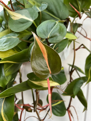 Philodendron Brasil Hybrid