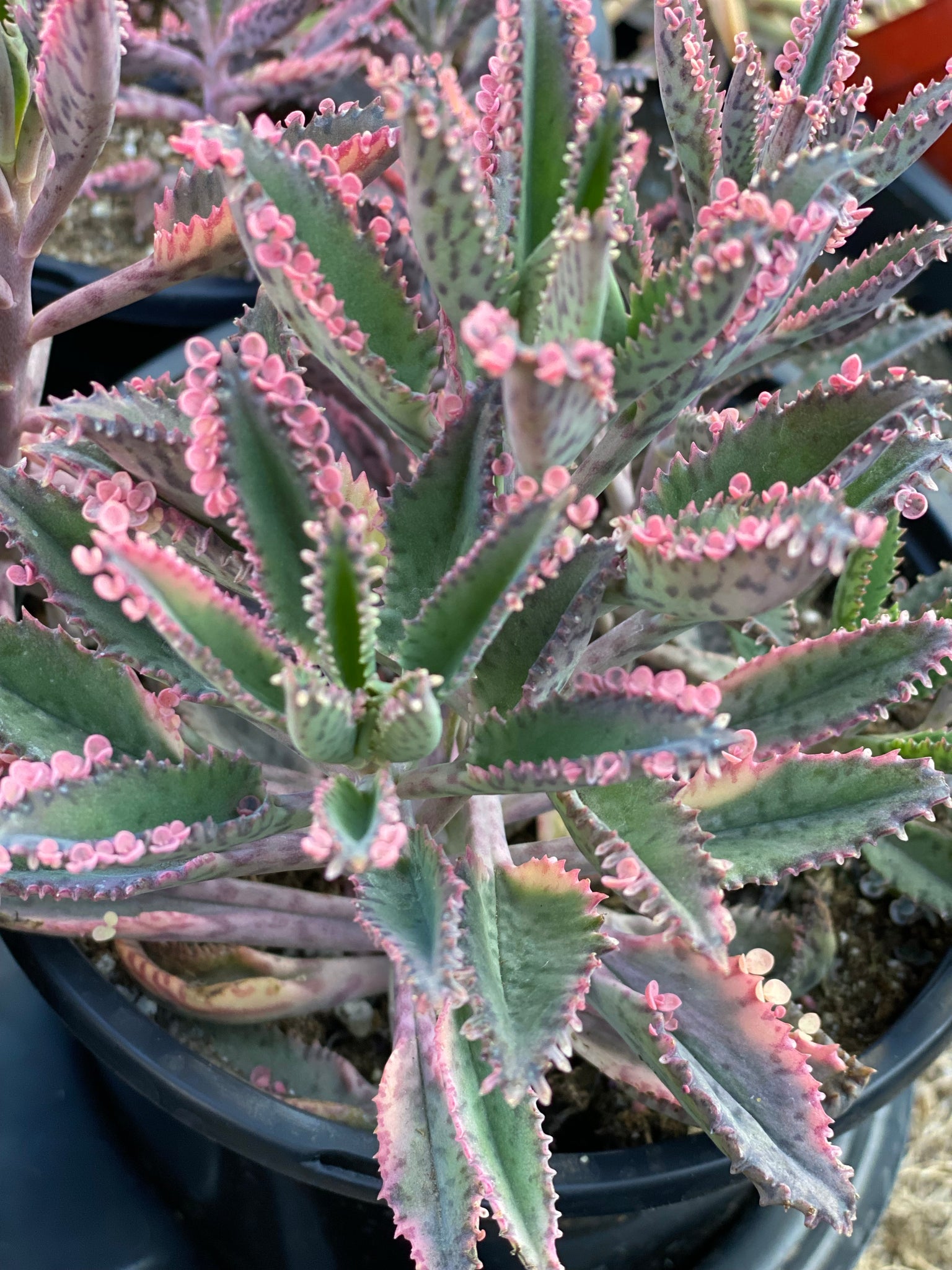 pink butterfly succulent Kalanchoe Pink Butterfly – In Succulent Love
