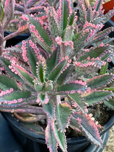 Kalanchoe Pink Butterfly
