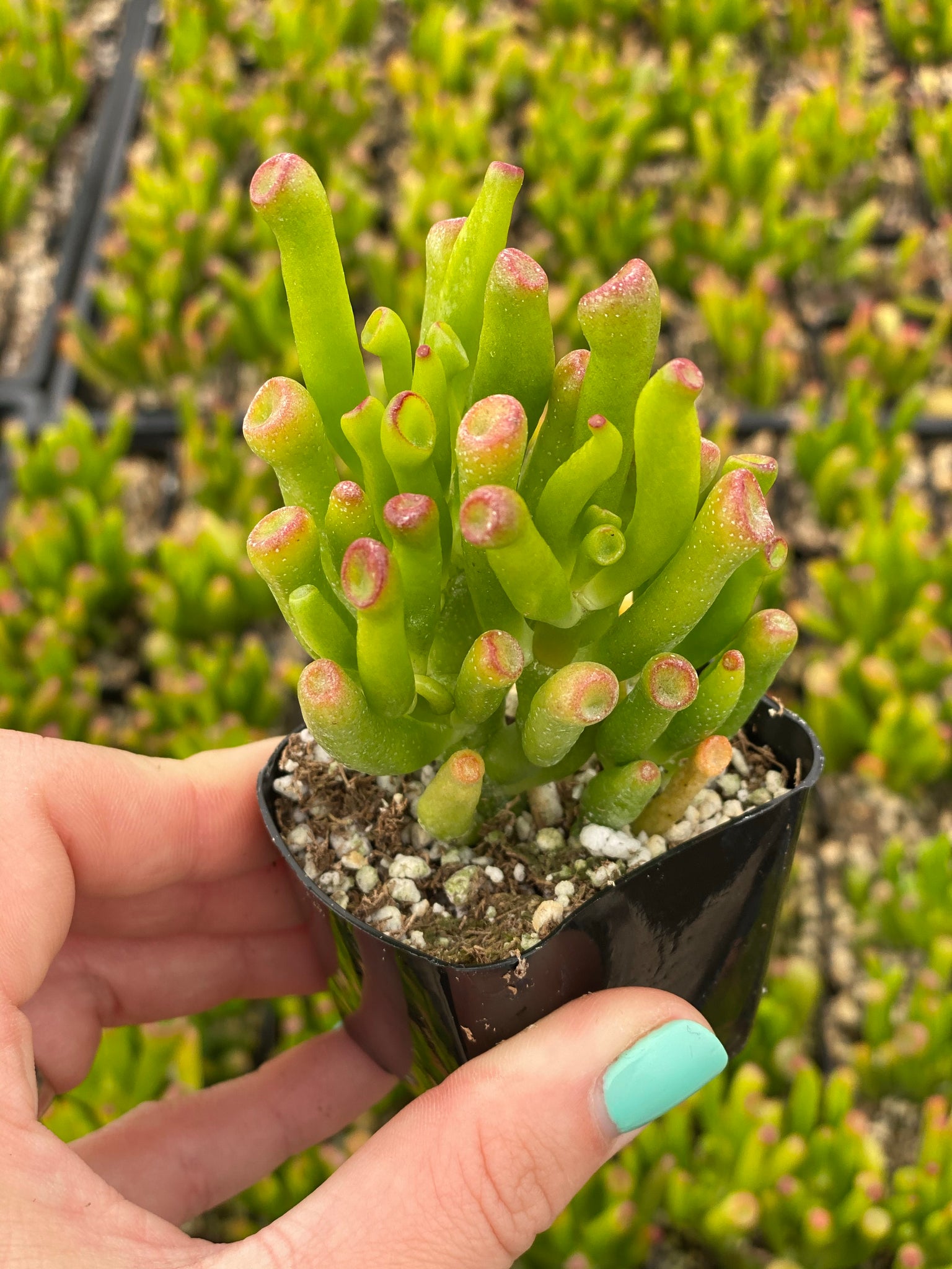 ogre ear succulent Crassula Ovata 'Horntree' / 'Ogre’s Ear'