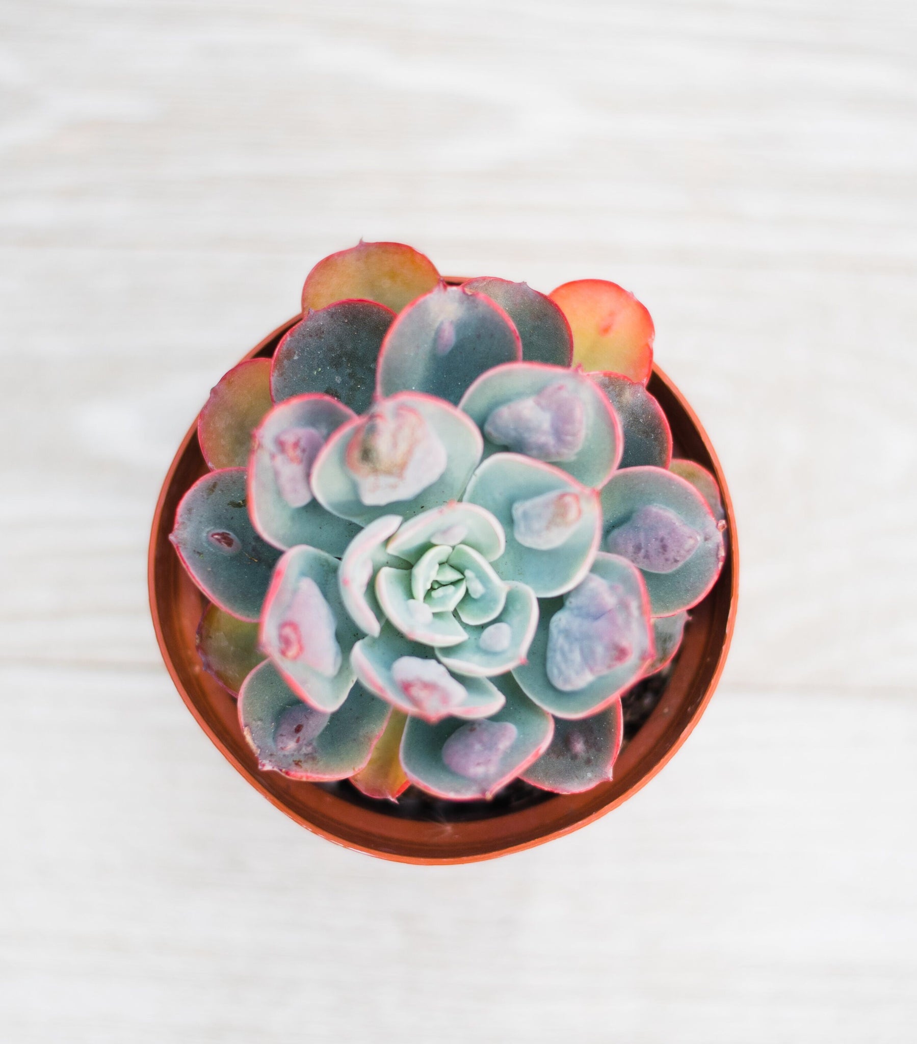 raindrops succulent plant Echeveria Raindrops – In Succulent Love