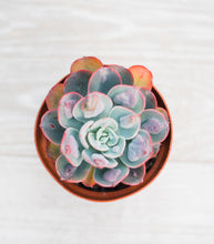 Echeveria Raindrops