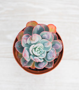 colorful echeveria succulent Echeveria Raindrops – In Succulent Love