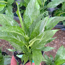 Spathiphyllum Domino ( Variegated Peace Lily )