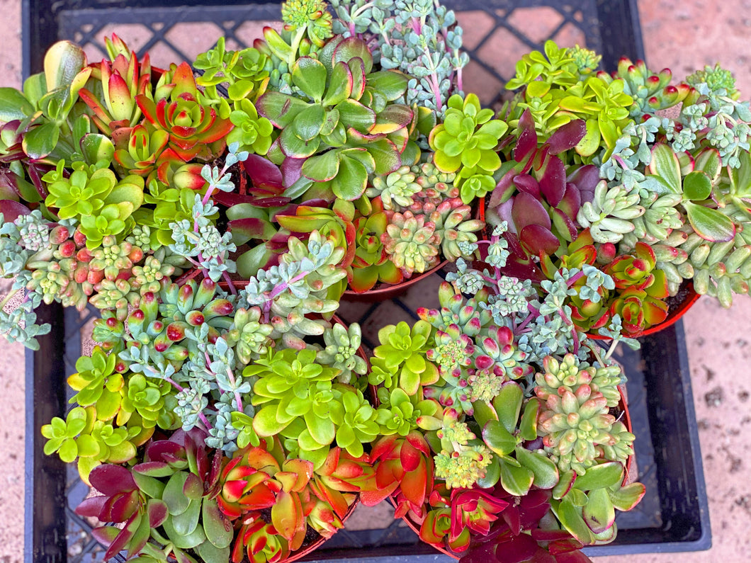 colorful succulent pots Colorful Succulent Pots (6in)