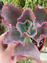 Echeveria Dick’s Pink