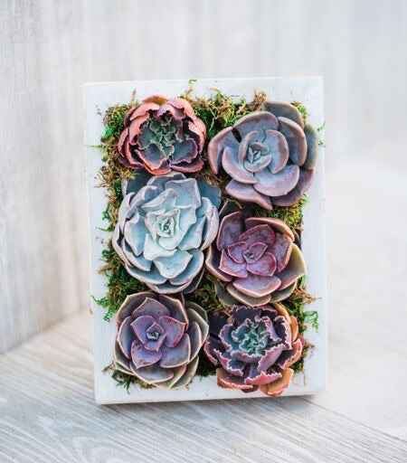 Succulent Frame DIY Kit (5x7in)