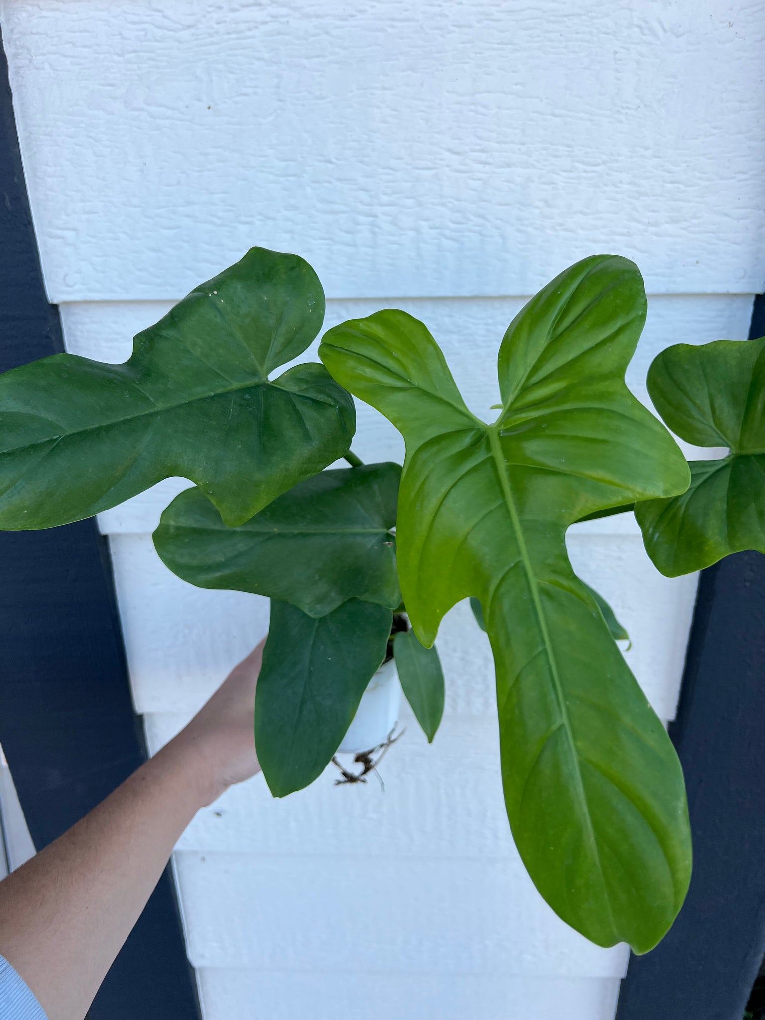philodendron bipennifolium common name Philodendron Bipennifolium 'Golden Violin' – In Succulent Love