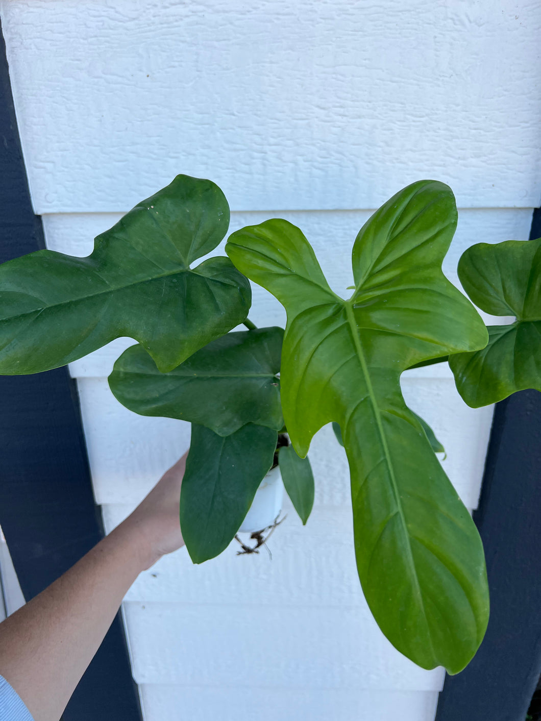 Philodendron Bipennifolium 'Golden Violin’