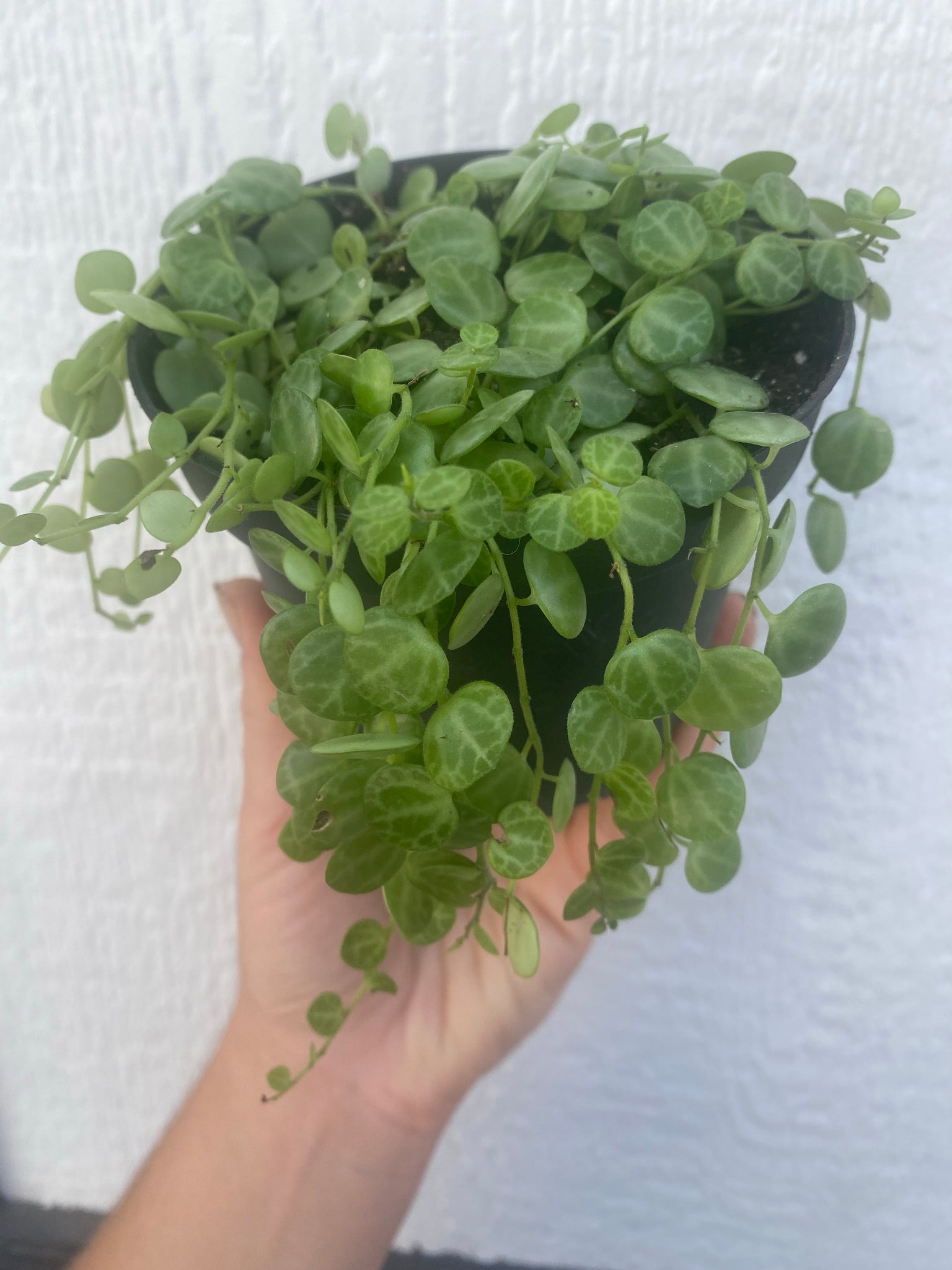 turtle shell succulent Peperomia String of Turtles – In Succulent Love