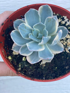 Echeveria Variegated Subsessilis