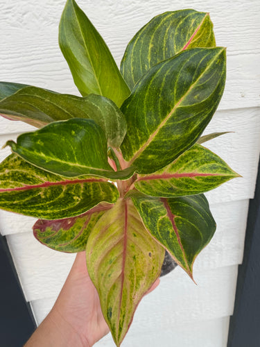 'Golden Fluorite' Chinese Evergreen Aglaonema