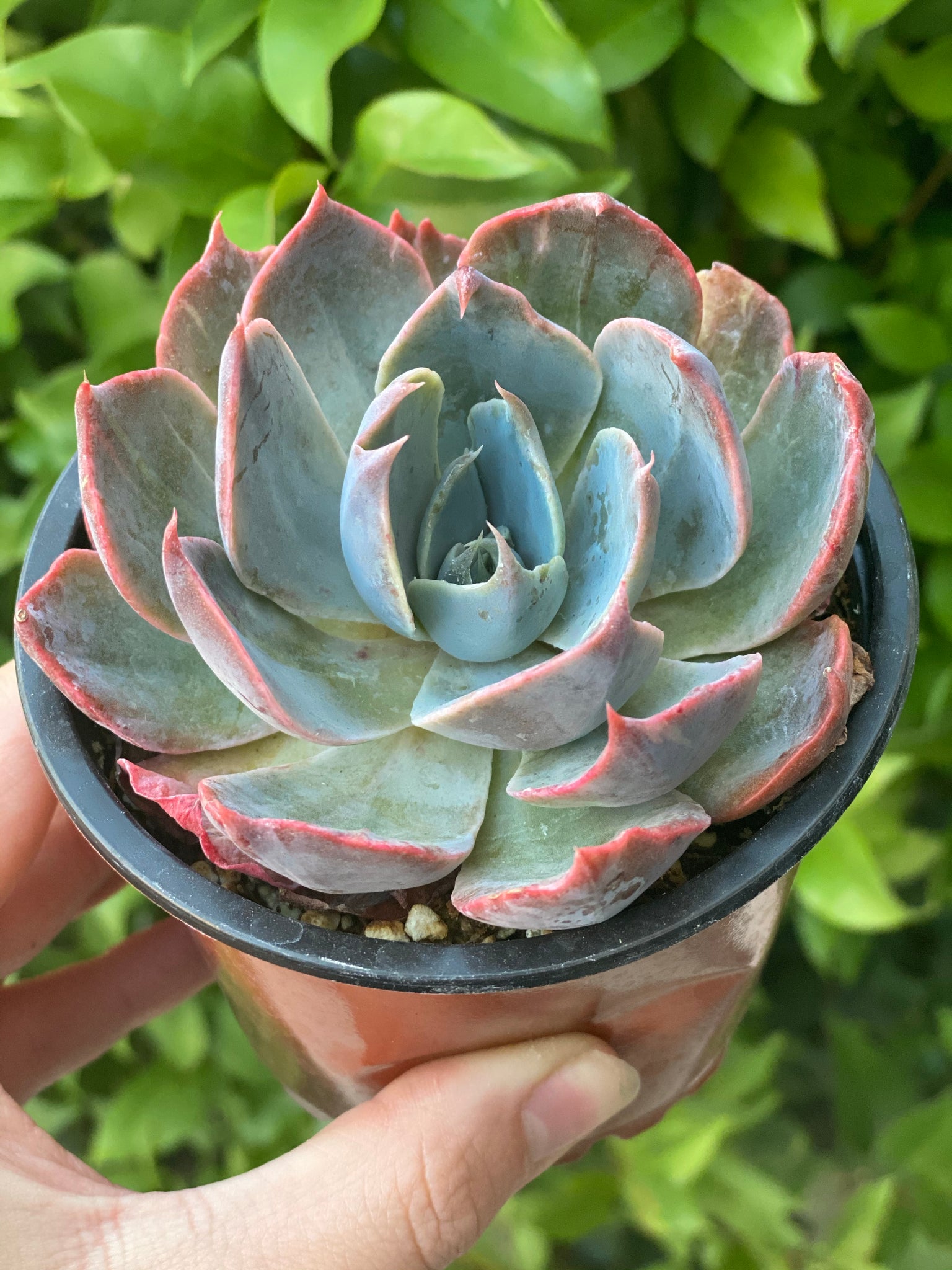 color changing succulents Echeveria Colorshift – In Succulent Love