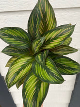 Calathea Beauty Star