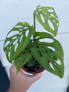 Monstera Adansonii - Swiss Cheese Plant