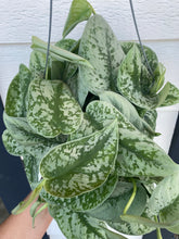 Scindapsus Pictus Exotica Pothos