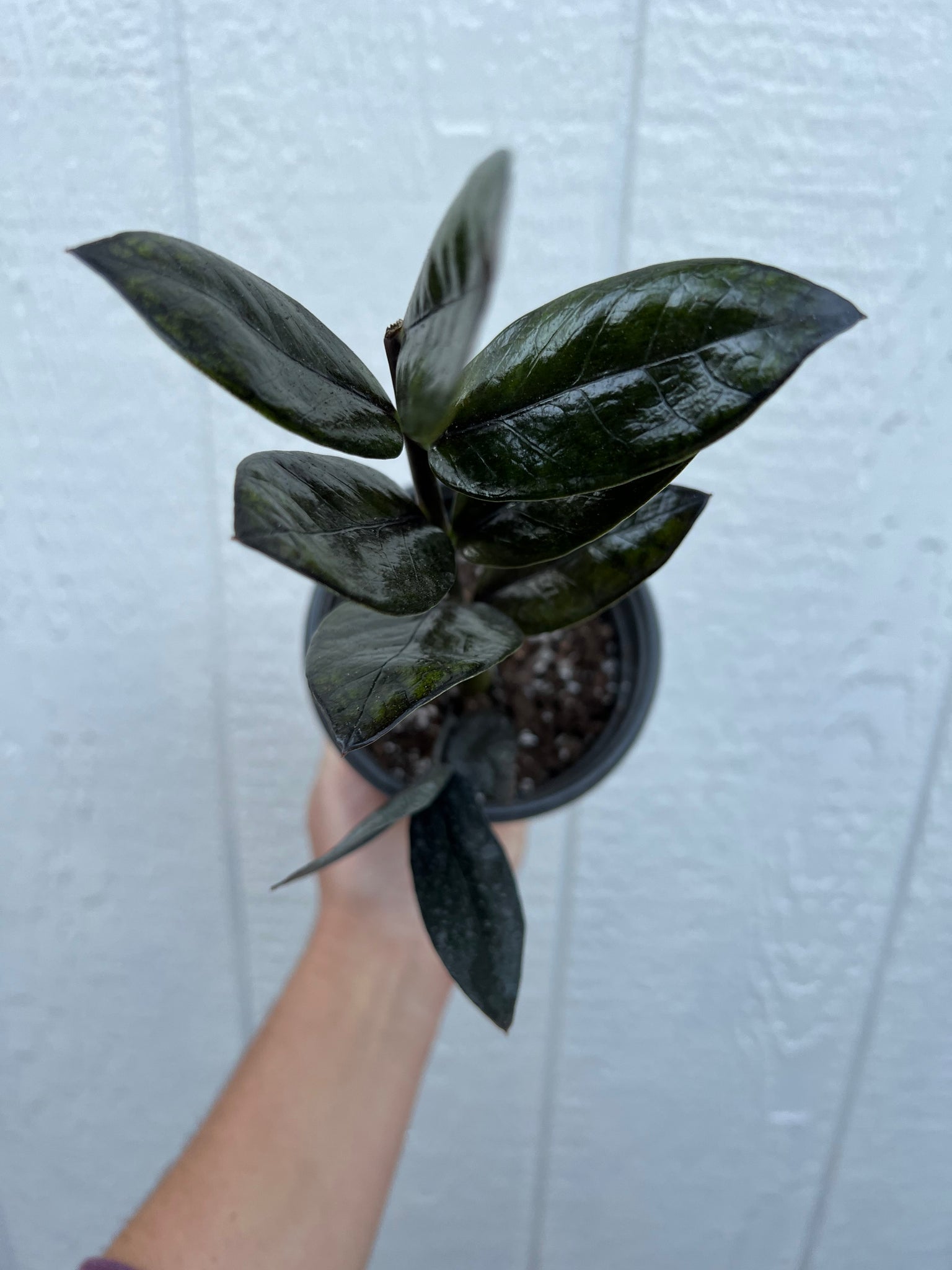 black raven zz plant price Black Raven ZZ Plant – In Succulent Love